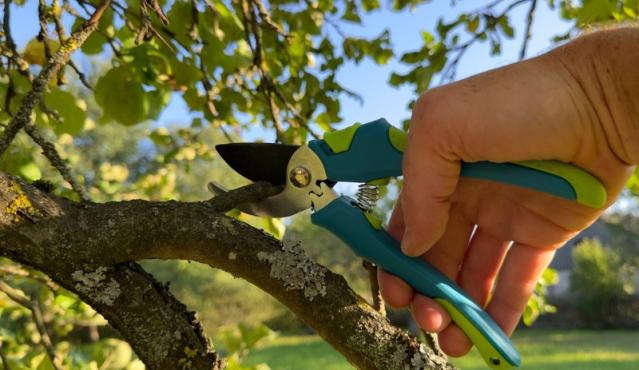 Entretien des arbres