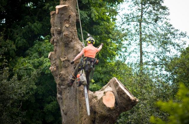démontage d'arbre