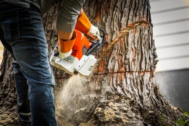 Professionnel de l'abattage d'arbre