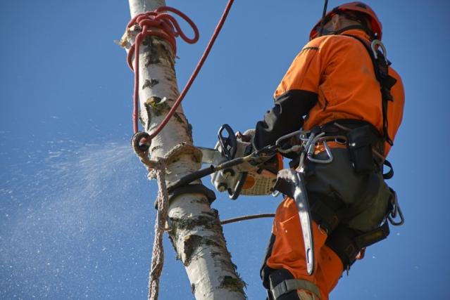 Abattage d'arbres dangereux