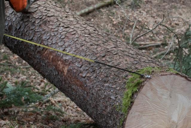tronçonnage d'arbre