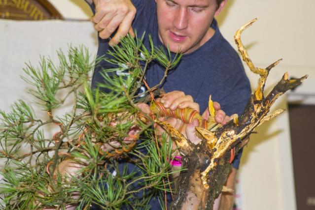Soin de bonsai