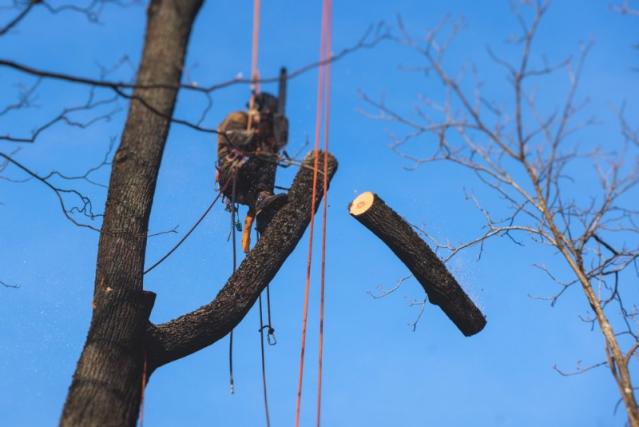 Taille douce de grands arbres