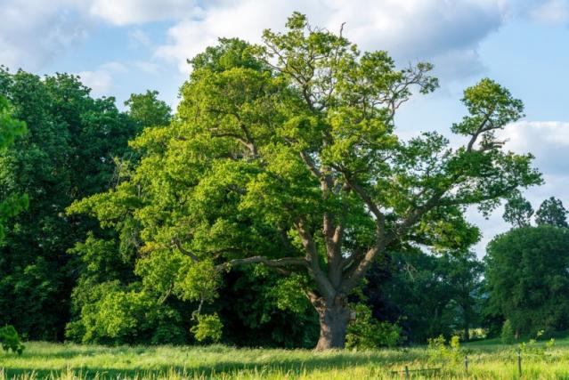 Arbre remarquable