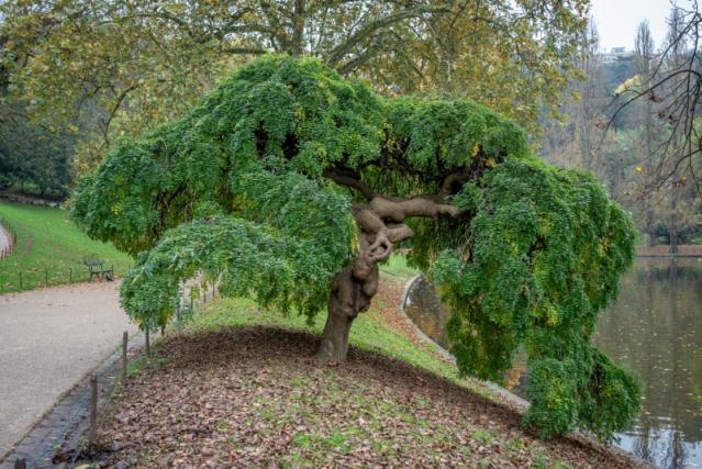 Entretien d'arbre remarquable