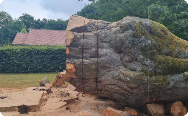 Abattage d'arbres dangereux ou malades à Nivelles et dans ses environs