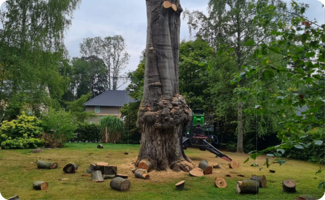 arbre