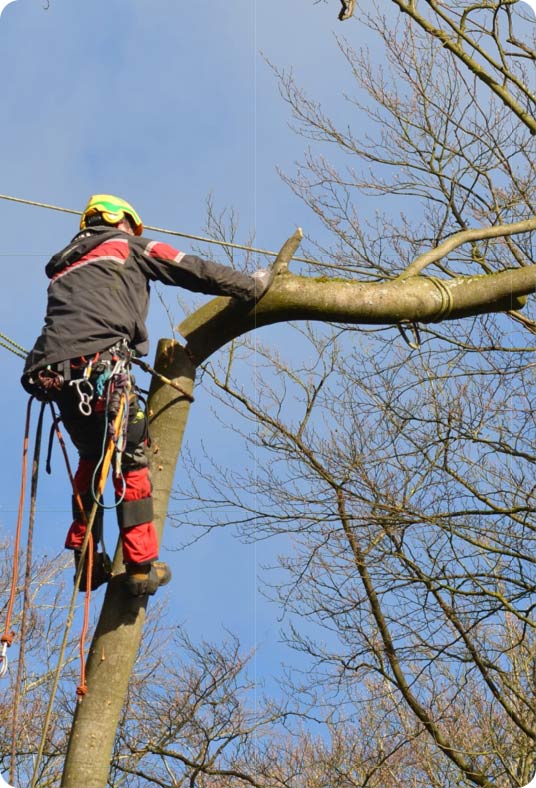 Démontage d'arbre à Pont-à-Celles : une solution pour les espaces contraints